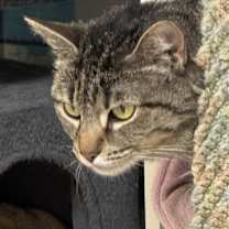 Thumbnail photo of Butterfly - IN FOSTER #3