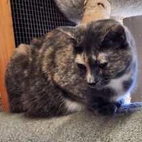 Thumbnail photo of Bobby Sue #4