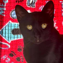 Thumbnail photo of Louie #1