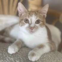 Thumbnail photo of Tawny #3