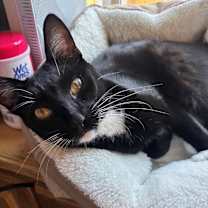 Thumbnail photo of Shadow #1