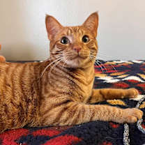 Thumbnail photo of CHEDDAR #2