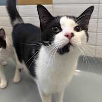 Thumbnail photo of Comet #1