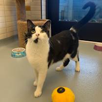Thumbnail photo of Comet #4