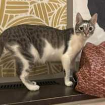 Thumbnail photo of Sugar #2