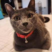 Thumbnail photo of FINN #1