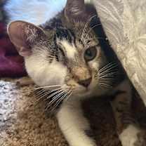Thumbnail photo of Odin #1