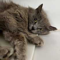 Thumbnail photo of Athena #1