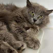 Thumbnail photo of Athena #3