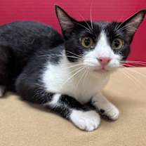 Thumbnail photo of Jack #2