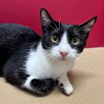 Thumbnail photo of Jack #4