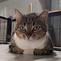 Thumbnail photo of Atari #4