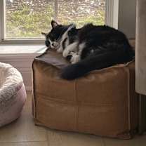 Thumbnail photo of Kibby #3