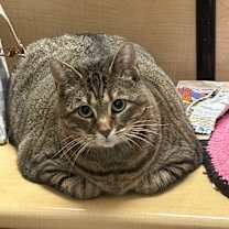 Thumbnail photo of Gypsy Moon #4