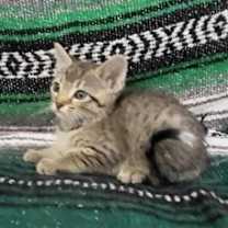 Thumbnail photo of Mac #2