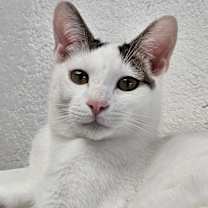 Thumbnail photo of Theodore 4668 #3