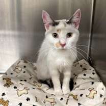 Thumbnail photo of Stella 16C25 #2