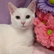 Thumbnail photo of Peesha #2