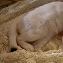 Thumbnail photo of Peesha #3