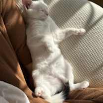 Thumbnail photo of Peesha #4