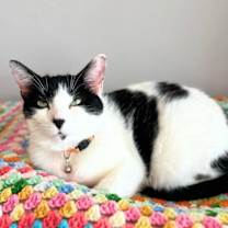 Thumbnail photo of Holly Berry #2