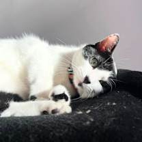 Thumbnail photo of Holly Berry #4