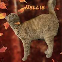 Thumbnail photo of Nellie #2