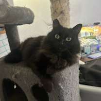 Thumbnail photo of Duchess #2