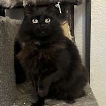 Thumbnail photo of Duchess #4