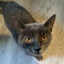 Thumbnail photo of Lovey Grey (male) #1