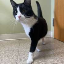Thumbnail photo of Checkers #2