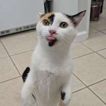 Thumbnail photo of Pepper #3