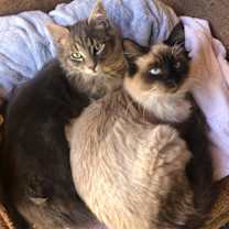 Thumbnail photo of Erik (bonded to Ellie) #3