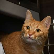 Thumbnail photo of Mulberry #1