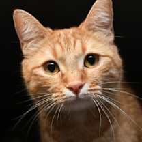 Thumbnail photo of Mulberry #2