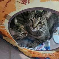 Thumbnail photo of Piace #2
