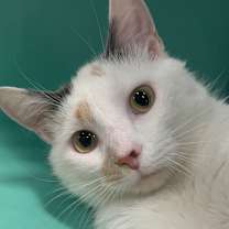 Thumbnail photo of Stella 16C25 #3