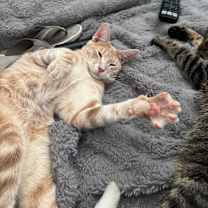 Thumbnail photo of Phoenix #3