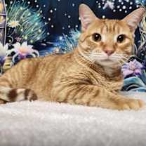 Thumbnail photo of Sparky #1