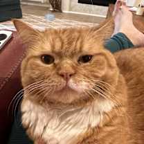 Thumbnail photo of Rue #2