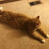 Thumbnail photo of Rue #3