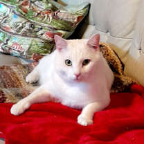 Thumbnail photo of Casper #1
