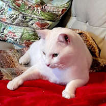 Thumbnail photo of Casper #2