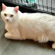 Thumbnail photo of Casper #3