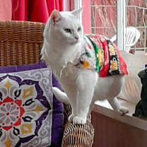 Thumbnail photo of Schnee #2