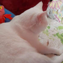 Thumbnail photo of Schnee #4