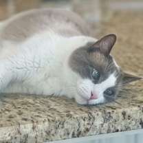 Thumbnail photo of Hubbell #4