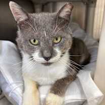 Thumbnail photo of Mr. Grey #1