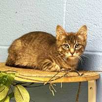 Thumbnail photo of CHANTERELLE #2