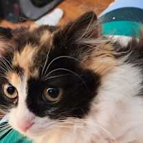 Thumbnail photo of Madonna (Spirit Kitten) #4